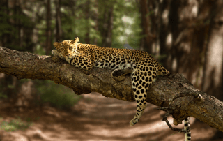 Leopard in mediul natural - The Lounge